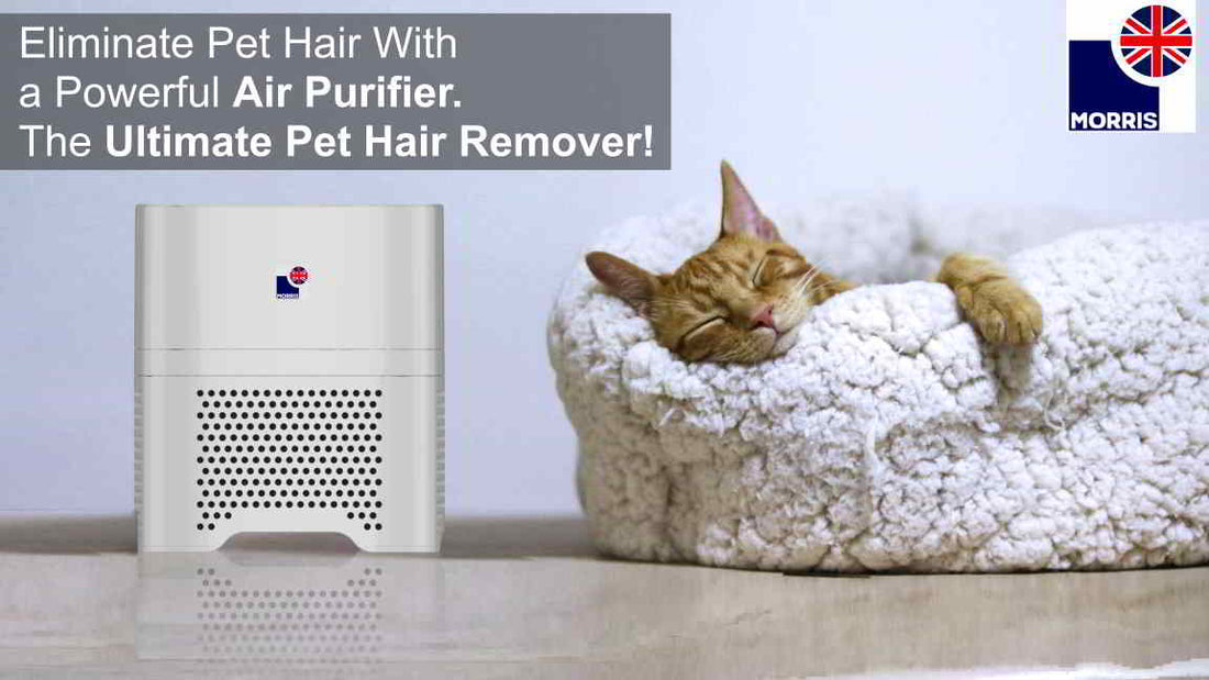 How To Remove Cat Hair From Air